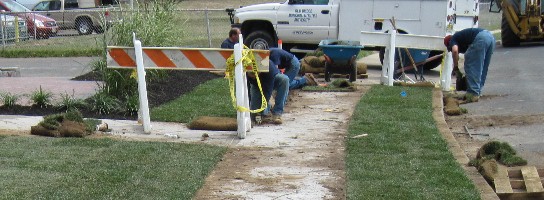 Replacement Sod